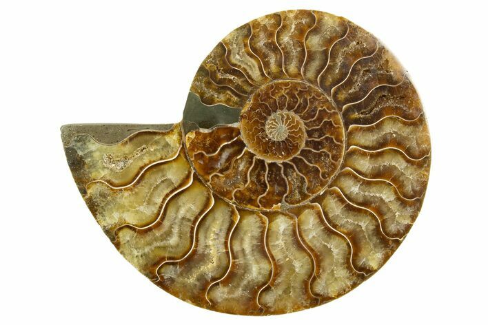 Cut & Polished Ammonite Fossil (Half) - Madagascar #318096